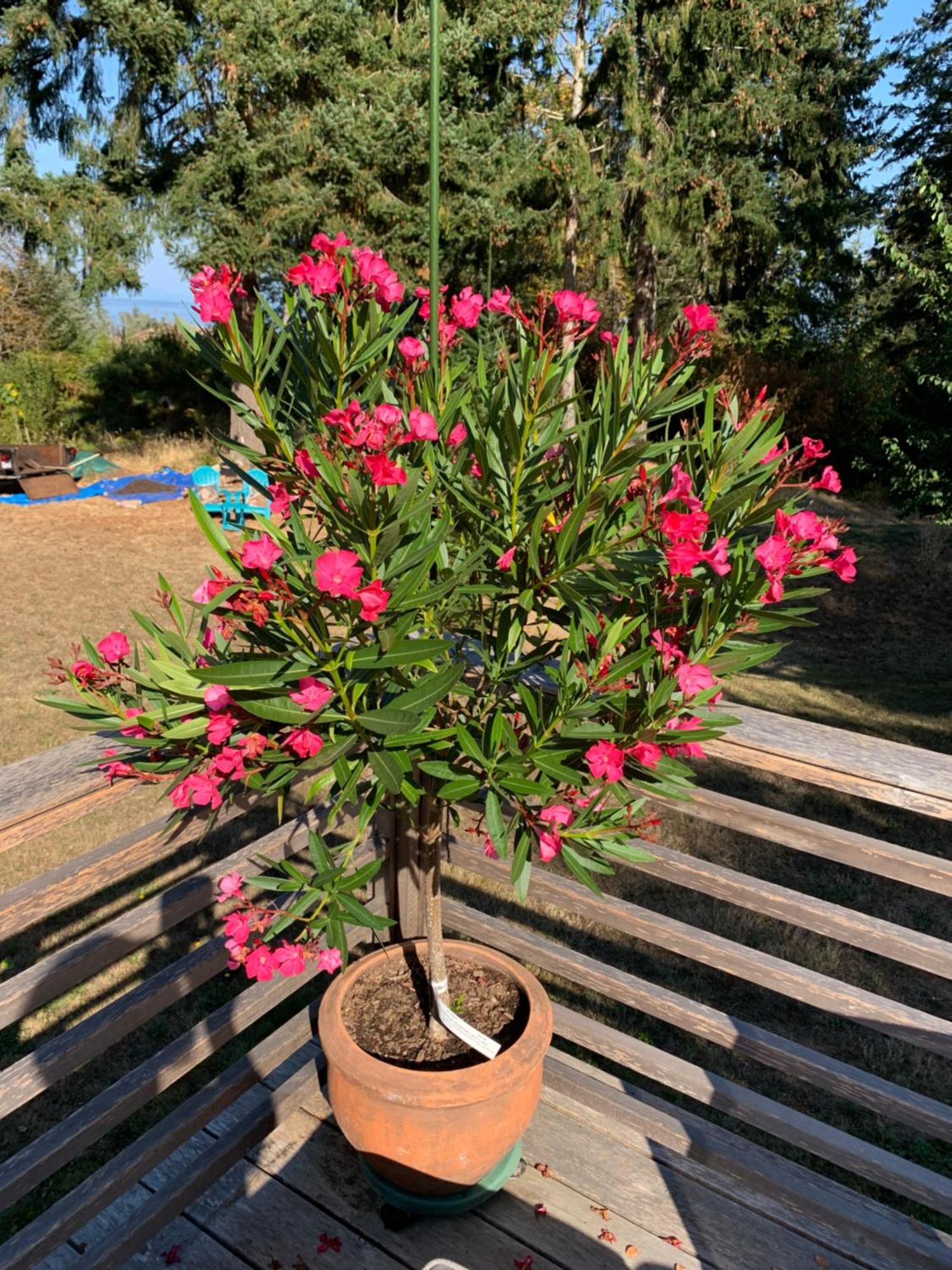 Merville Forest By The Sea Rentals מראה חיצוני תמונה